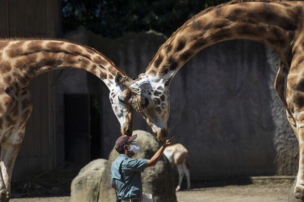Tratador de zoológico alimenta girafas no Zoo La Aurora, na Guatemala - Sputnik Brasil