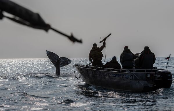 Caçadores de baleias durante a caçada no estreito de Bering - Sputnik Brasil
