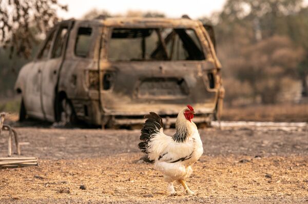 Galo perto de um carro queimado em Vacaville, Califórnia - Sputnik Brasil