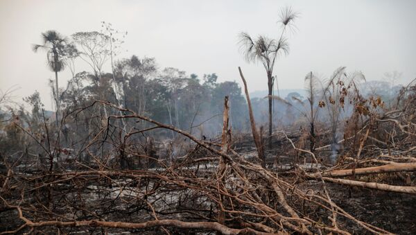 Uma área queimada da selva amazônica é desmatada por madeireiros e agricultores perto de Mirante da Serra, Rondônia, Brasil - Sputnik Brasil