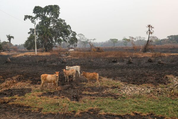 Gado em área queimada no Pantanal, em Pocone, Mato Grosso - Sputnik Brasil