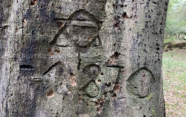 Símbolo de 1870 em árvore no Reino Unido - Sputnik Brasil