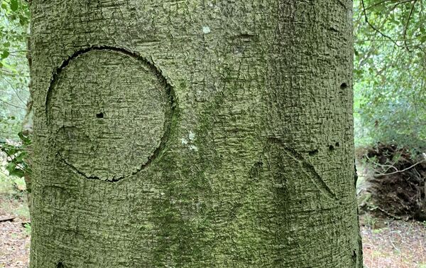 Marca de bruxa esculpida em uma das árvores  - Sputnik Brasil