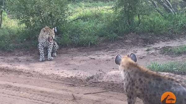 Hiena se aproxima lentamente e prega susto em leopardo insuspeito na África do Sul - Sputnik Brasil