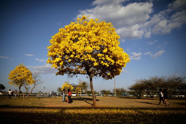 Pessoas passam em frente a árvores ipês-amarelos no Distrito Federal - Sputnik Brasil