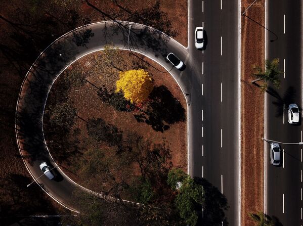 Ipê-amarelo sobressai entre outras árvores em foto aérea feita em Brasília - Sputnik Brasil
