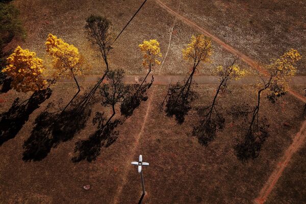 Fila de ipês-amarelos enfeita a paisagem do Distrito Federal - Sputnik Brasil