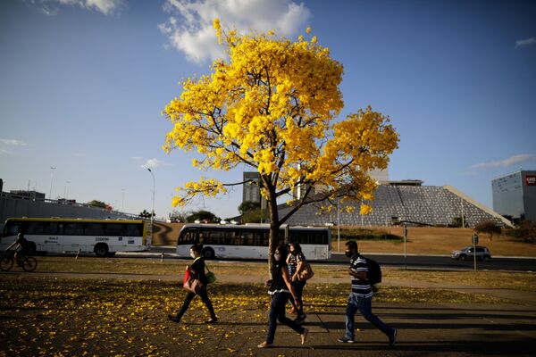 Pedestres caminhando em frente a uma árvore ipê-amarelo em Brasília - Sputnik Brasil