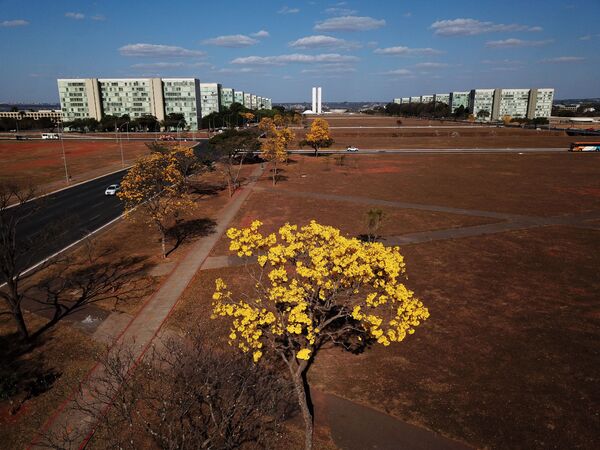 Ipê-amarelo com a Esplanada dos Ministérios ao fundo, em Brasília - Sputnik Brasil