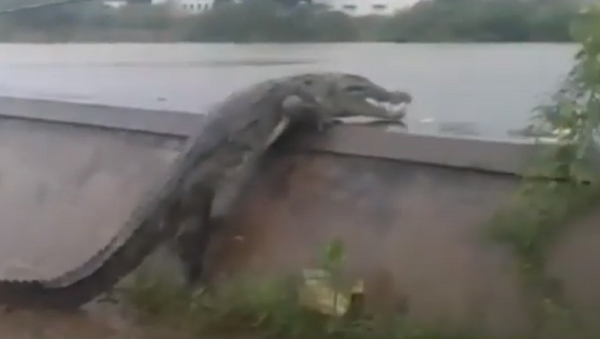 Crocodilo é flagrado em ponte - Sputnik Brasil