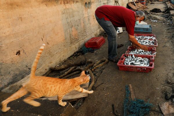 Gato passa perto de pescador com sua captura de peixe no porto de Gaza, Palestina - Sputnik Brasil