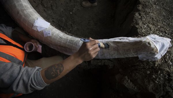 Arqueólogo trabalhando para preservar mamutes - Sputnik Brasil