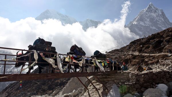 Iaques carregando equipamentos para a base do Everest, no Himalaia, no Nepal (Foto de Arquivo). - Sputnik Brasil