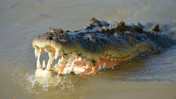 Crocodilo (imagem referencial) - Sputnik Brasil