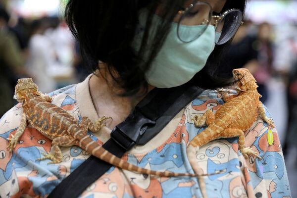 Mulher carrega dois lagartos em exposição de animais na Tailândia
 - Sputnik Brasil
