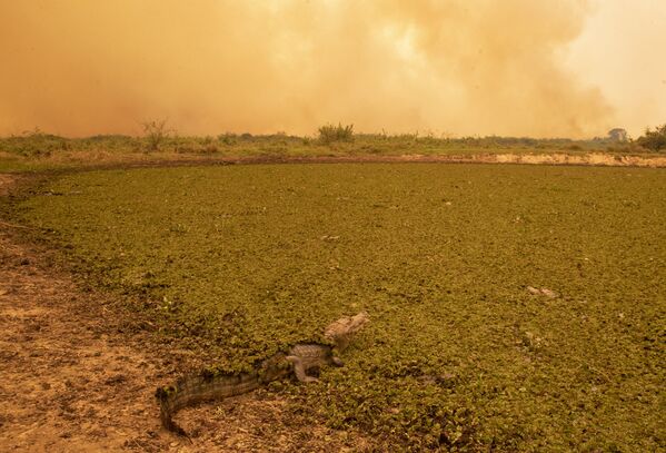 Jacaré passa por área devastada por incêndio no Pantanal - Sputnik Brasil