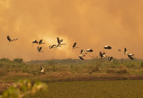 Pássaros voam em meio a fortes incêndios no Pantanal - Sputnik Brasil