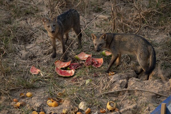 Raposas se alimentam de melancia deixada por protetores dos animais no Pantanal - Sputnik Brasil