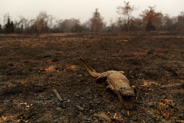Corpo de jacaré testemunha impacto dos fortes incêndios que atingem grande parte do Pantanal - Sputnik Brasil