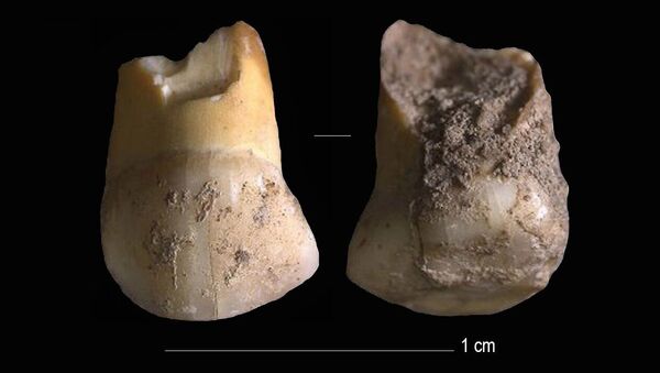 Dente de leite canino superior que pertenceu a uma criança neandertal, de 11 ou 12 anos, que viveu há 48 mil anos - Sputnik Brasil