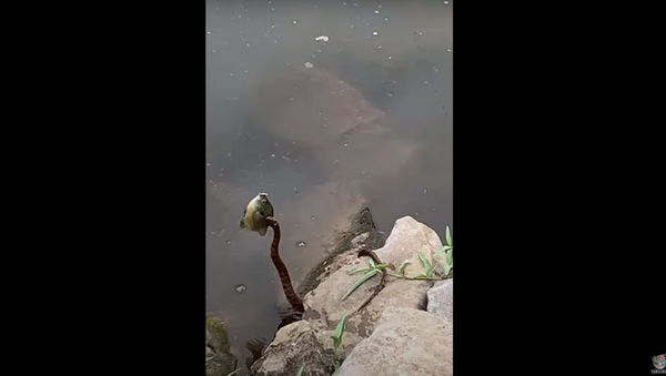 Pesca incomum: criança captura peixe no anzol junto com cobra - Sputnik Brasil