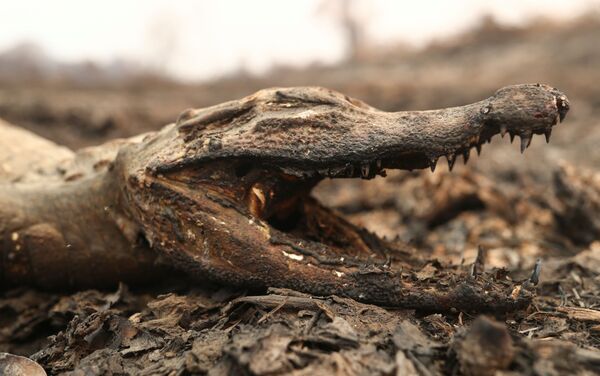 Em Poconé, no Mato Grosso, um jacaré aparece morto devido às queimadas na região brasileira, em 31 de agosto de 2020. - Sputnik Brasil
