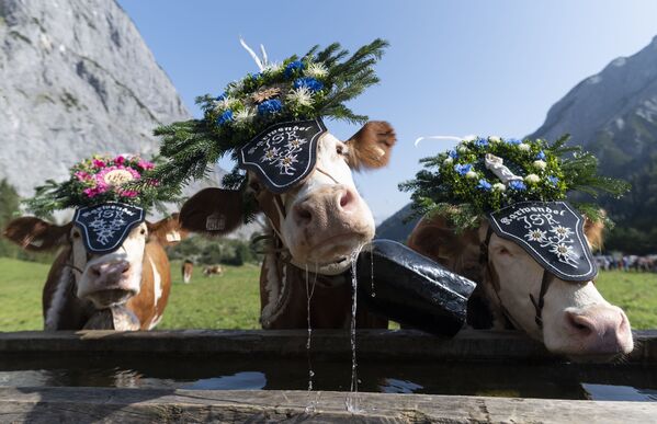Vacas decoradas com sinos e flores descansam e bebem água antes do cerimonial anual de passeio do gado na Áustria - Sputnik Brasil
