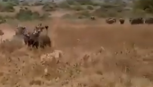Búfalos perseguem leões - Sputnik Brasil