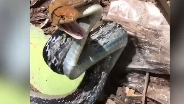 Cobra mal-agradecida ataca homem que tentava ajudá-la - Sputnik Brasil