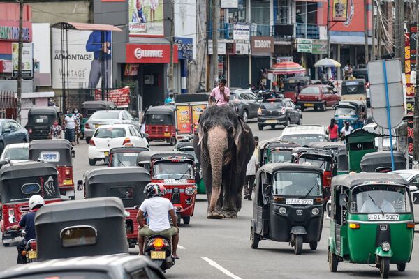Homem passa com elefante por movimentada rua da capital do Sri Lanka - Sputnik Brasil