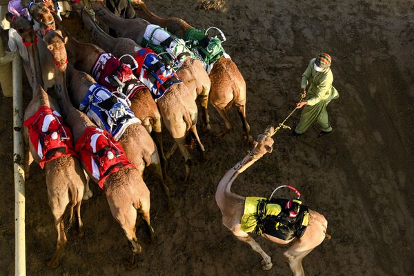 Homem prepara camelos para uma corrida nos Emirados Árabes Unidos - Sputnik Brasil
