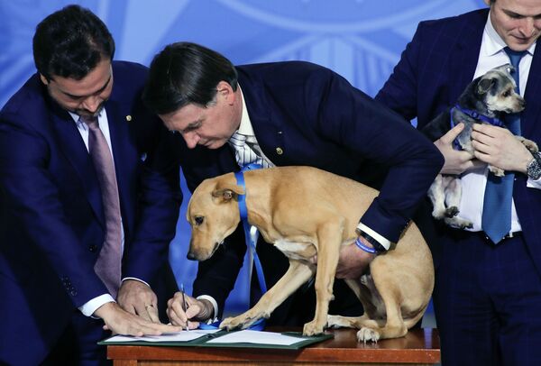 Presidente do Brasil, Jair Bolsonaro, segurando seu cachorro Nestor na hora de sancionar a lei de proteção a animais, 29 de setembro de 2020 - Sputnik Brasil