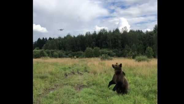 Drone desperta curiosidade de urso que faz de tudo para pegá-lo - Sputnik Brasil