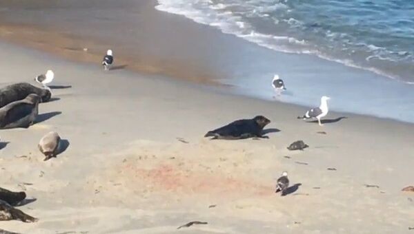 Filhote de foca vem ao mundo já aprendendo a se proteger de gaivotas - Sputnik Brasil