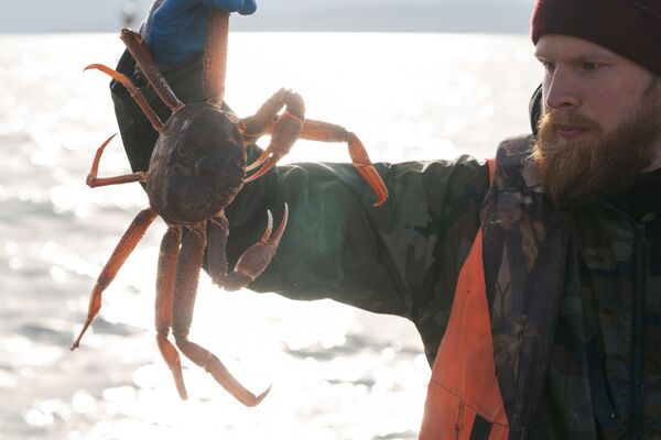 Pescador demonstra caranguejo vivo afetado por desastre ecológico em Kamchatka - Sputnik Brasil