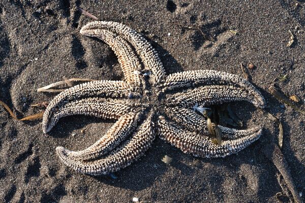 Estrela do mar encontrada na areia de praia de Kamchatka, no Extremo Oriente russo - Sputnik Brasil