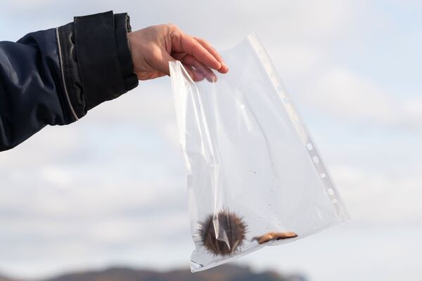 Homem demonstra ouriço-do-mar coletado em praia de Kamchatka para análises relativas ao incidente ecológico - Sputnik Brasil