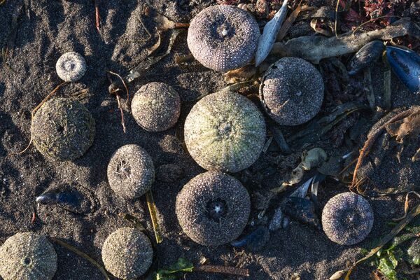 Ouriços-do-mar afetados por incidente ecológico na areia de praia na região russa de Kamchatka - Sputnik Brasil