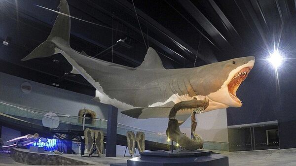 Tubarão megalodonte (imagem ilustrativa) - Sputnik Brasil