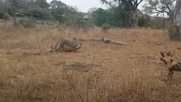 Leopardo disputa refeição com hiena e cão-selvagem na África do Sul - Sputnik Brasil