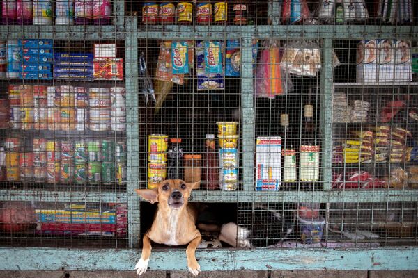 Cachorro espreita de uma loja em Tondo, Manila, Filipinas
 - Sputnik Brasil