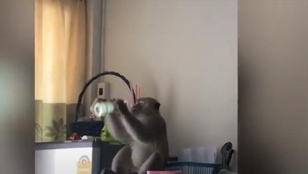 Macaco selvagem ousado invade casa, bebe suco e rouba alimento na Tailândia - Sputnik Brasil