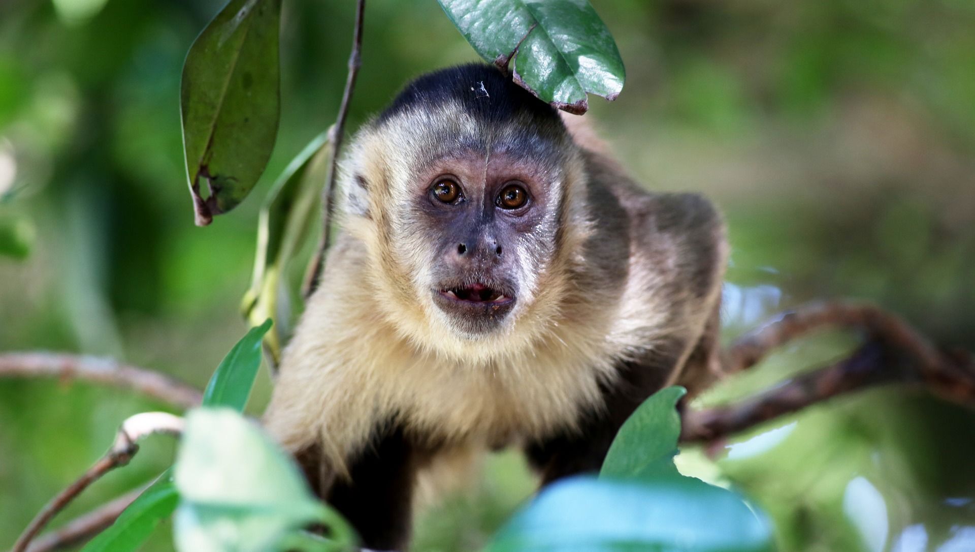 Macaco-prego-de-cara-branca Fotografia, Fotos