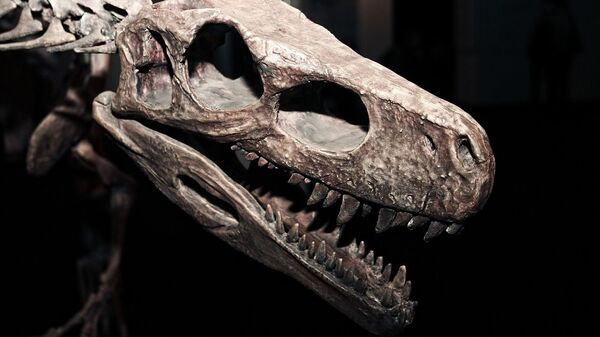 Esqueleto de dinossauro - Sputnik Brasil