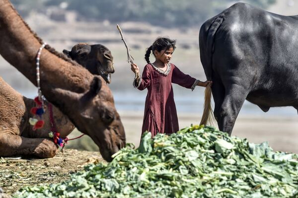 Menina pastando gado em Lahore, Paquistão
 - Sputnik Brasil