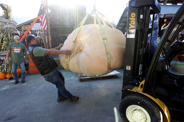 Homem move uma abóbora gigante durante o festival Safeway na Califórnia
 - Sputnik Brasil