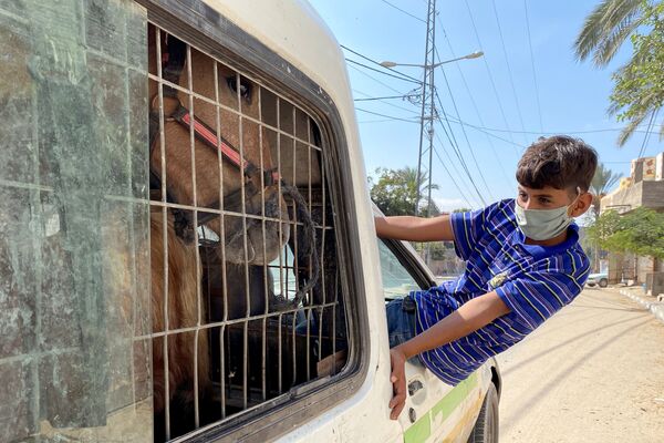 Menino palestino com máscara olha para fora de veículo que transporta cavalo
 - Sputnik Brasil