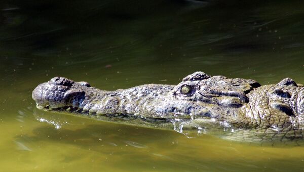 Crocodilo na água (imagem referencial) - Sputnik Brasil