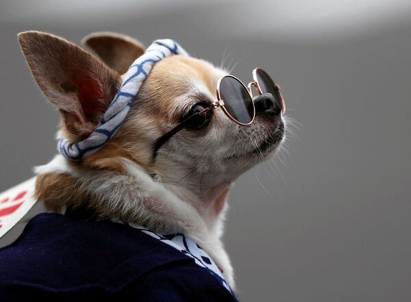 Cachorro em traje e com óculos durante festival Sanja Matsuri em Tóquio
 - Sputnik Brasil