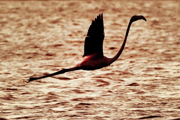 Flamingo sobrevoa um reservatório em Atlit, no norte de Tel Aviv
 - Sputnik Brasil